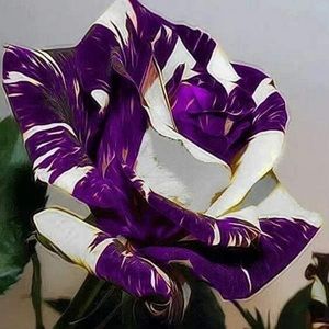 Meet your Posher, Robyn